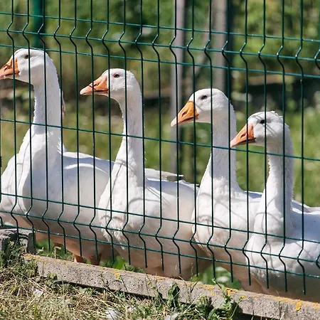 Prazdninovy Dom Eliska***